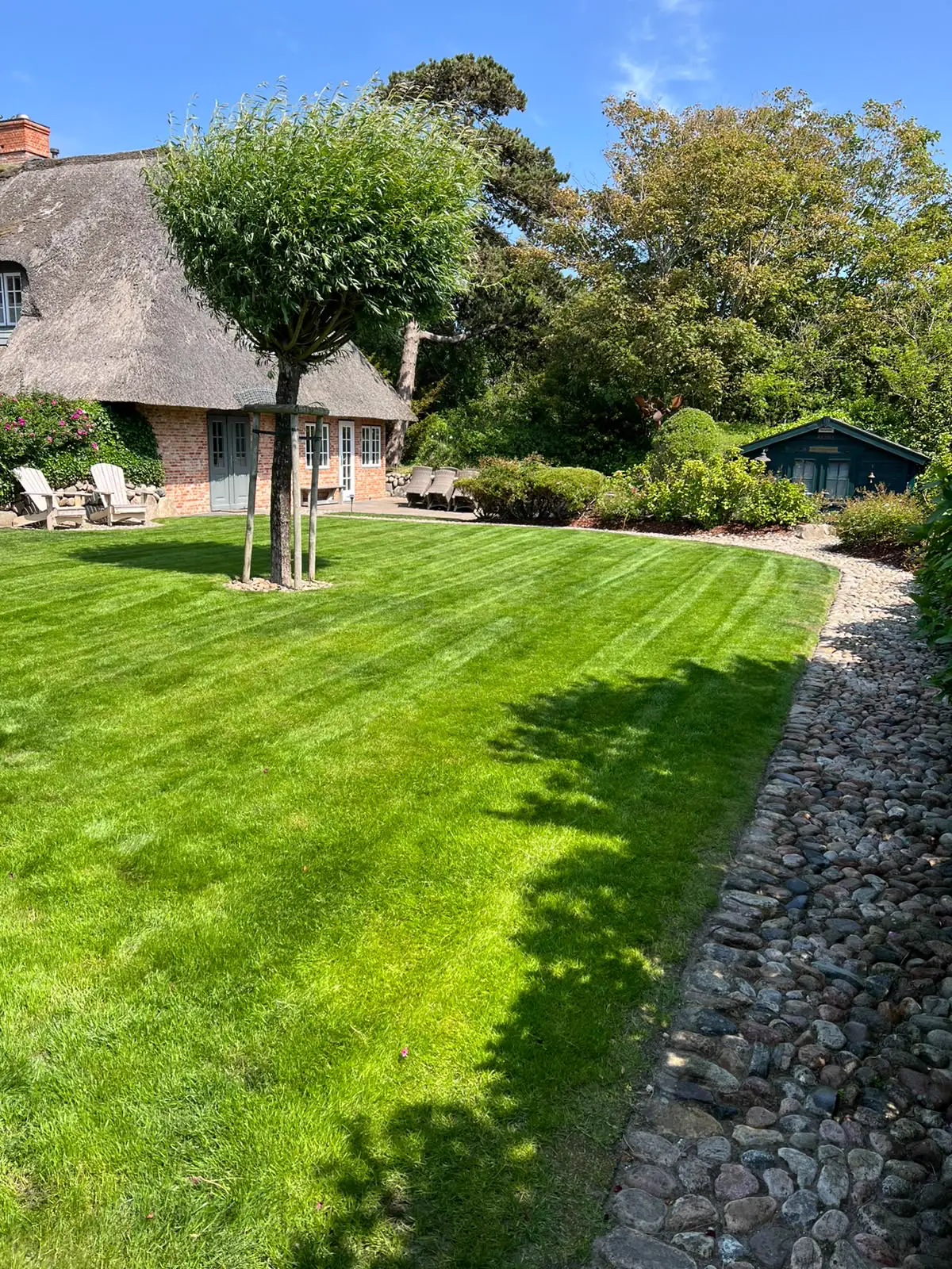 Gepflegter Rasen mit Formbaum vor einem Reetdachhaus auf Sylt